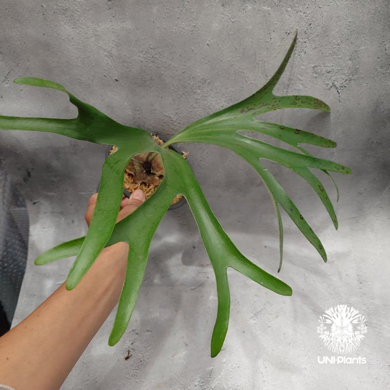 Platycerium alcicorne var.Madagascar ビカクシダ アルシコ