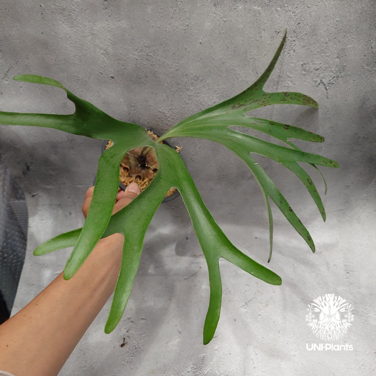 Platycerium alcicorne var.Madagascar ビカクシダ アルシコ
