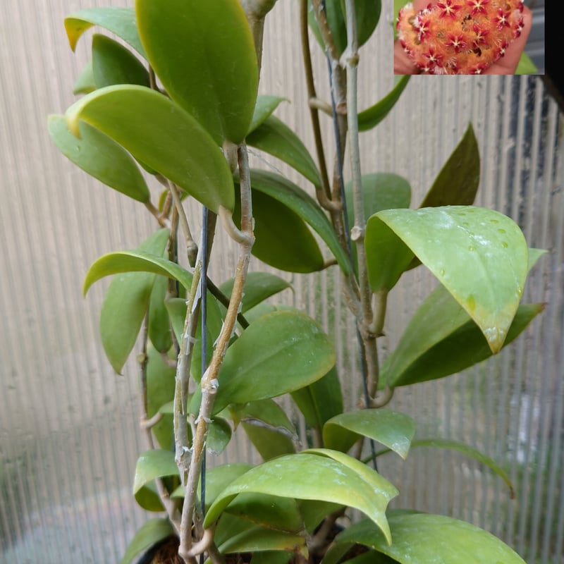 希少! Hoya mindorensis orange ホヤ ミンドレンシス オレンジ 限