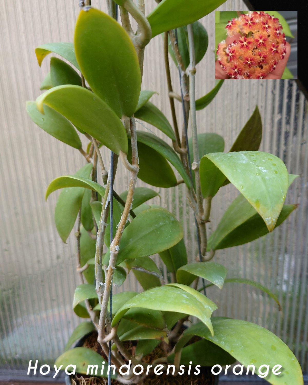 希少! Hoya mindorensis orange ホヤ ミンドレンシス オレンジ 限 希少! Hoya mindorensis orange ホヤ ミンドレンシス オレンジ 限