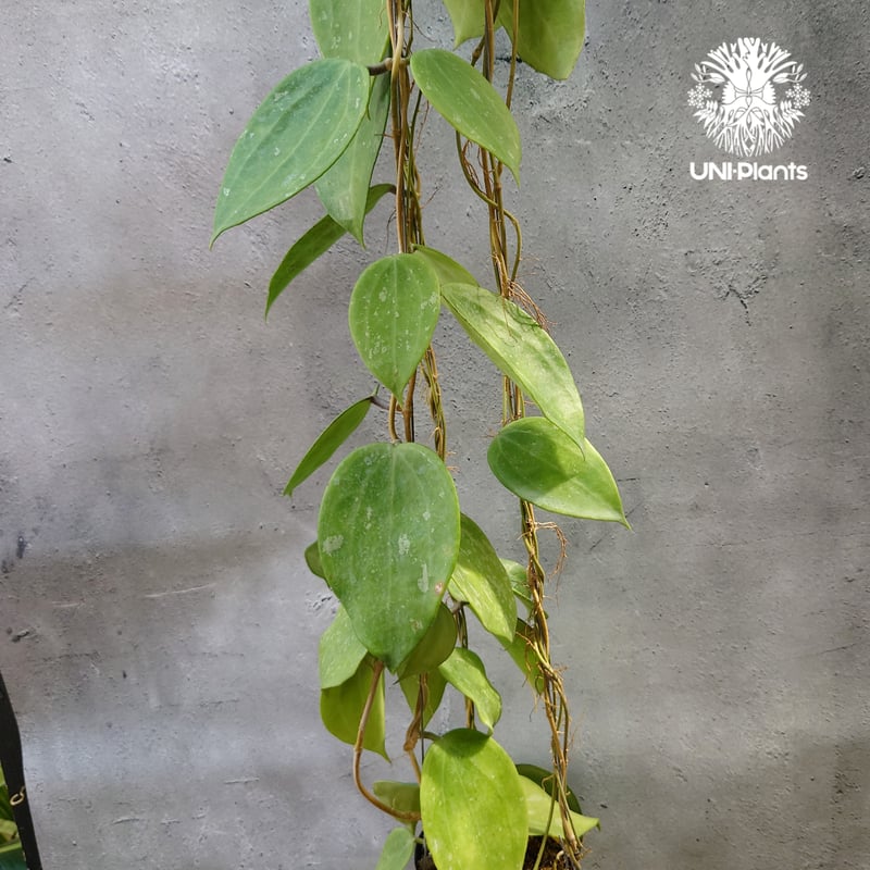 レア　ホヤ　Hoya latifolia ' Queen'サクララン レア ホヤ Hoya latifolia ' Queen'サクララン Hoya latifolia