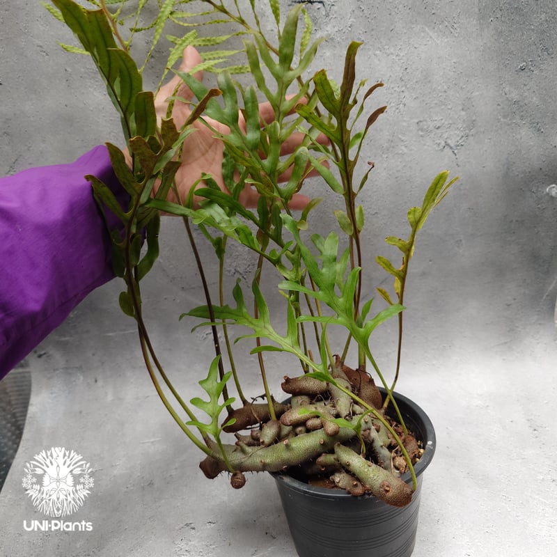 Lecanopteris crustacea narrow レカノプテリス クルスタセア