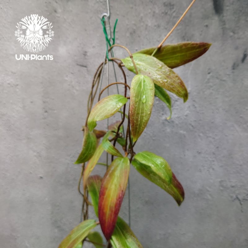 Hoya bordenii ホヤ ボルデニー 希少 ホヤ植物 ホヤの花 珍しい 希少な