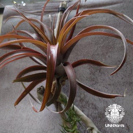 Tillandsia capitata “Marron” with Araujei ティランジア チランジア・カピタータ・マロン With アラウジェイ 珍奇植物 植物 エアプランツ ブロメリア
