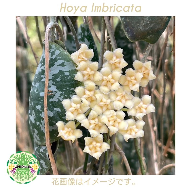観葉植物ホヤ　インブリカータ 超ロング Hoya Imbricata ホヤ インブリカータ ホヤ植物 ホヤの花 観葉