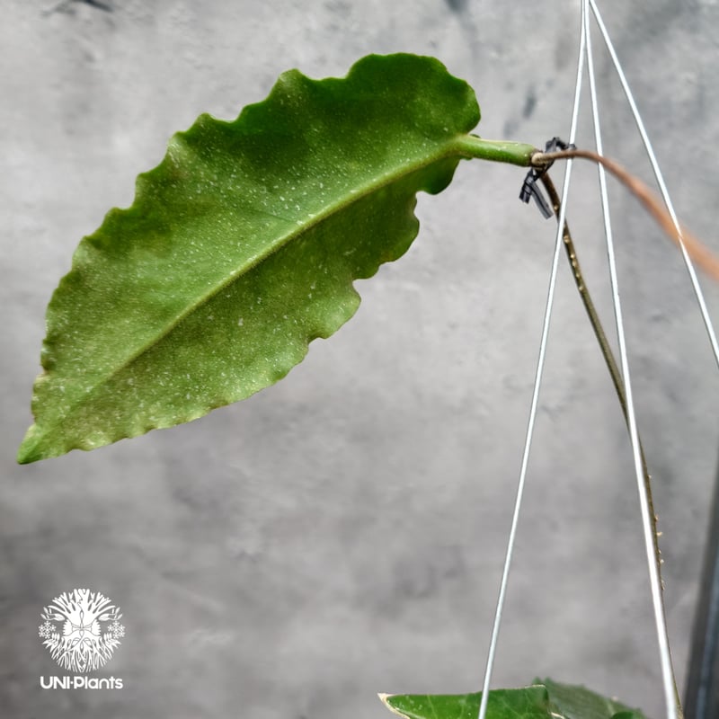 タイ直輸入・希少】Hoya versteegii｜珍品・着生植物・つる性植物