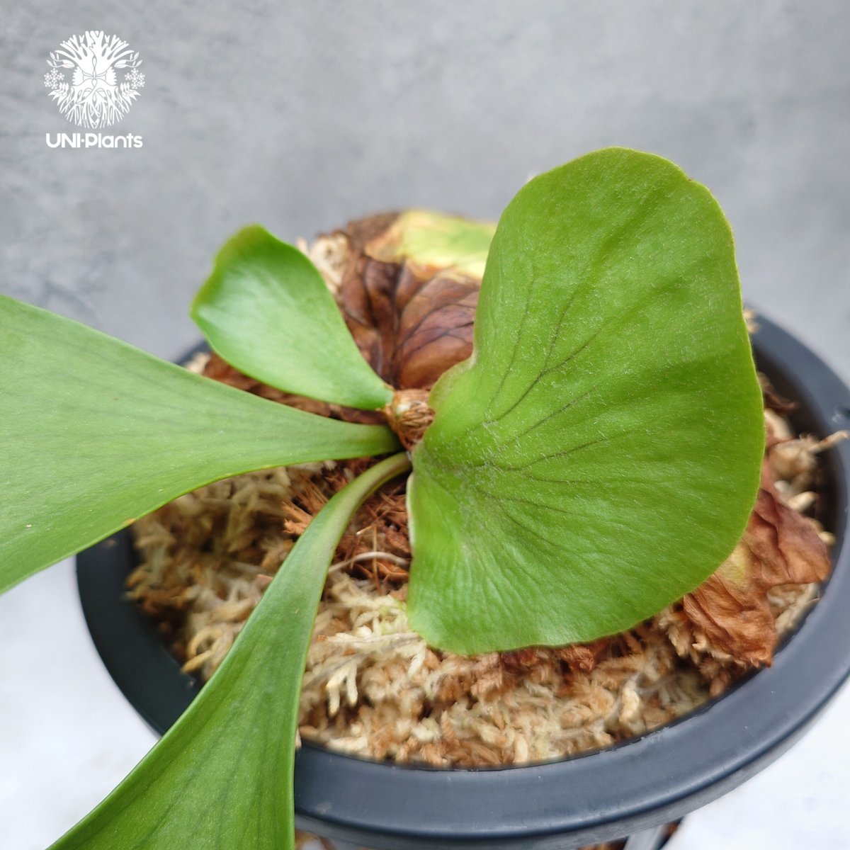 Platycerium coronarium ' Lesasha ' ビカクシダ コロナリウム