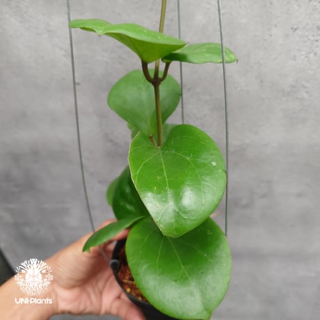 【タイ直輸入・希少】ホヤ SS 7-21 ( ホヤ カーリー × ホヤ エリスリナ )｜珍品・着生植物・つる性植物｜Hoya SS 7-21 ( kerrii x erythrina )
