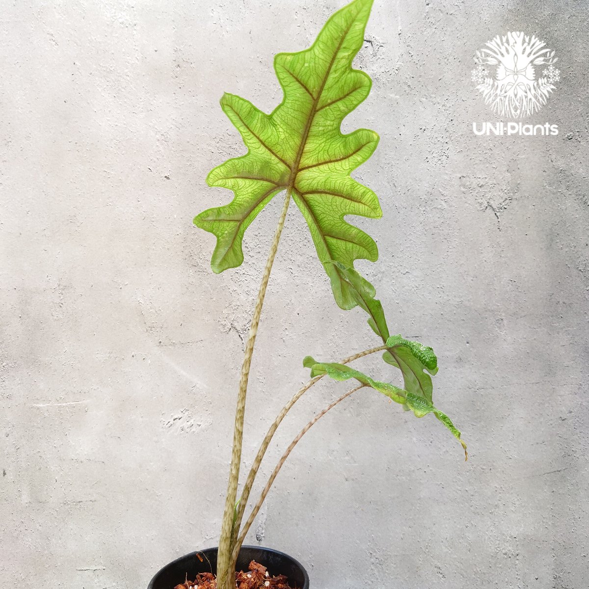 Alocasia jacklyn アロカシア ジャクリン アロカシアジャックリ 観葉