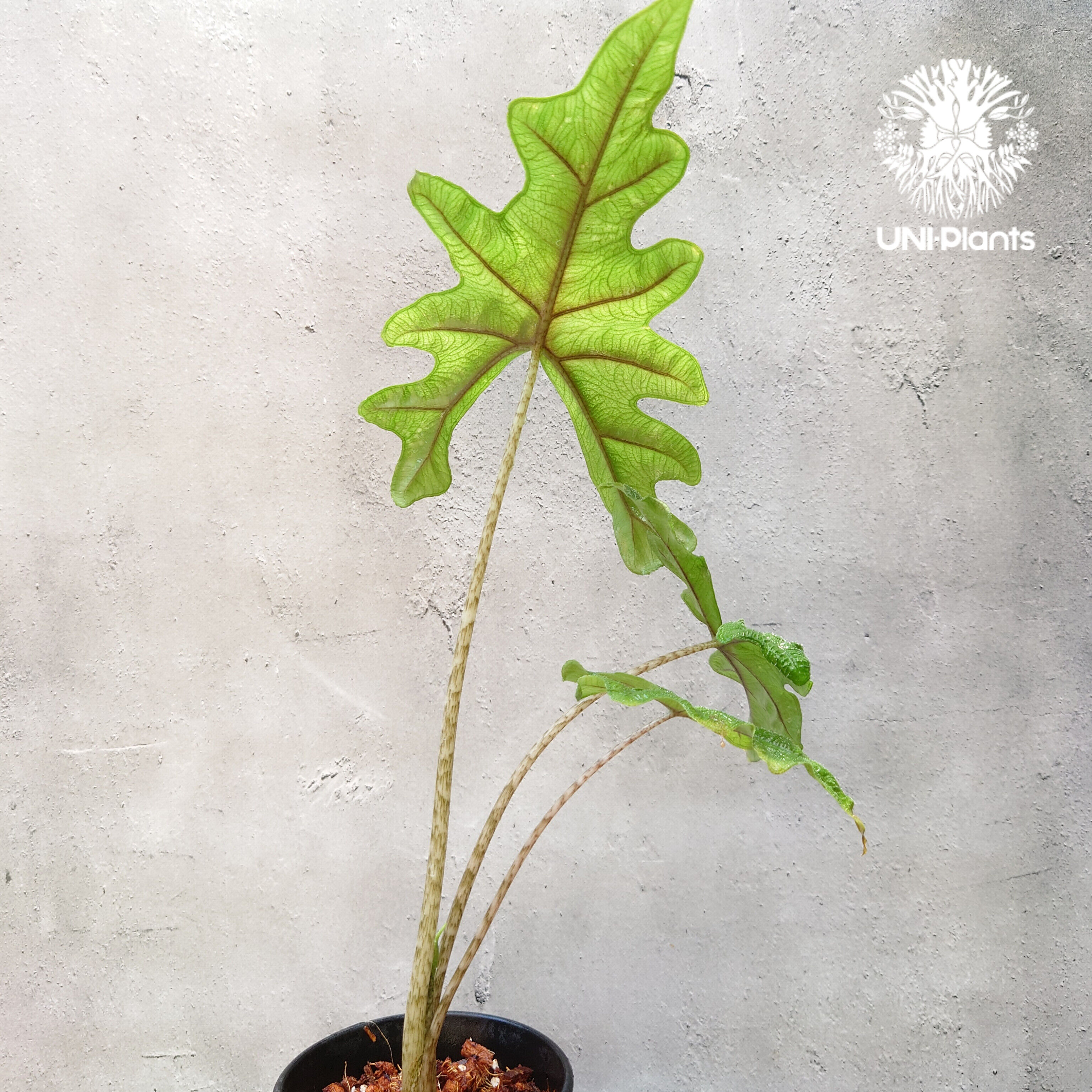 Alocasia jacklyn アロカシア ジャクリン アロカシアジャックリ 観葉