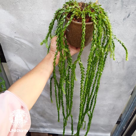 Huperzia spp. フペルジア  Phlegmariurus (フレグマリウルス) 観葉植物 珍奇植物 植物 着生植物 インテリア植物 珍しい シダ植物