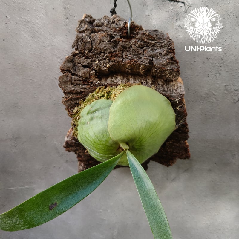 Platycerium African oddity ビカクシダアフリカン・オディッティ コウ