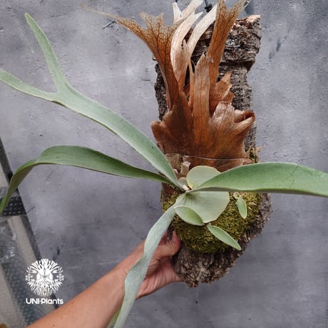 CATEGORY ビカクシダ(Platycerium) | UNI-Plants ビカクシダ、 CATEGORY ビカクシダ(Platycerium) | UNI-Plants ビカクシダ、