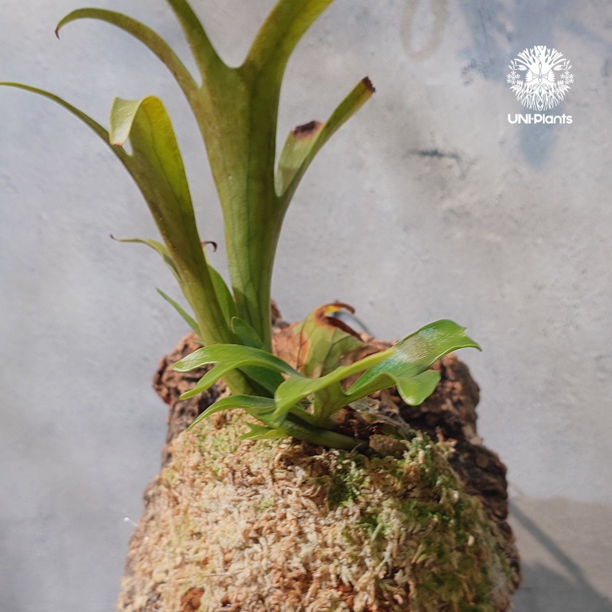 タイ直輸入・現地選抜】Platycerium coronarium 'Dragon Tree