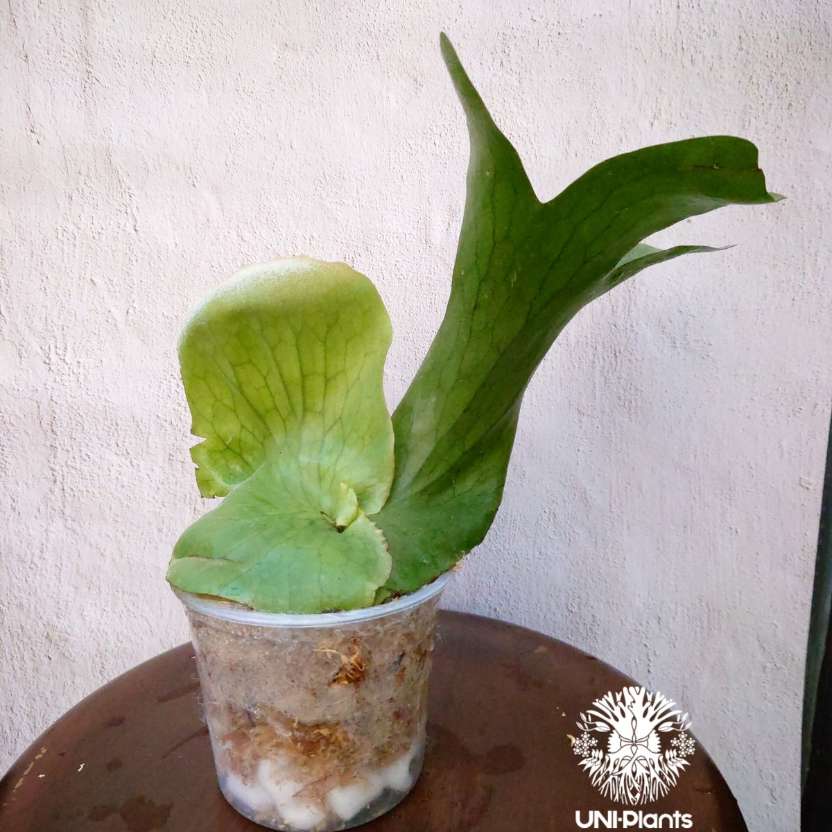 初入荷! ビカクシダ ホルタミー Platycerium holttumii コウモリ 初入荷! ビカクシダ ホルタミー Platycerium holttumii コウモリ