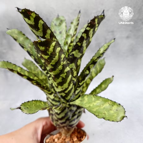 /　ブロメリアと斑入りヤシ CATEGORY タンクブロメリア | UNI-Plants ビカクシダ、ホヤ植物