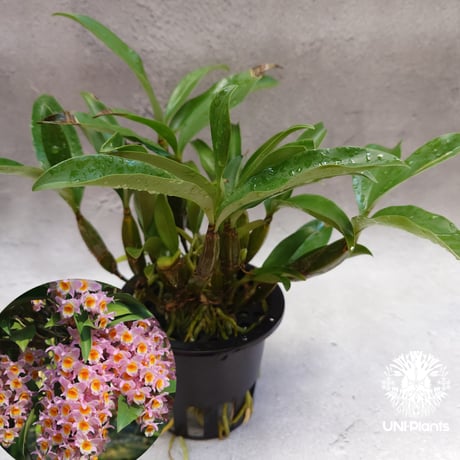 CATEGORY 着生ラン(Orchid) | UNI-Plants ビカクシダ、ホヤ植物、着