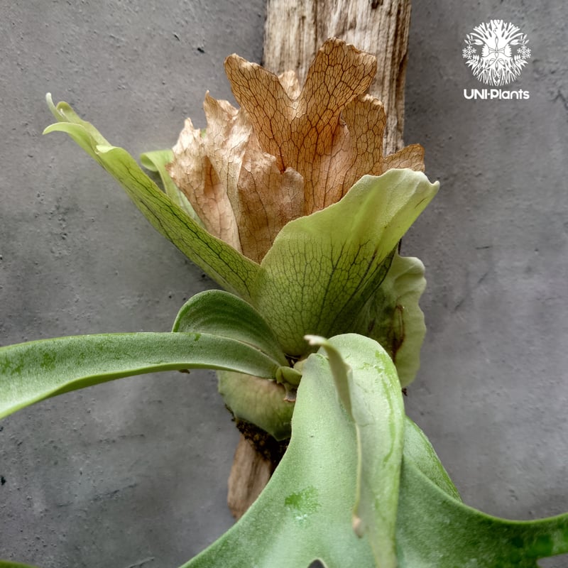 ビカクシダ ウィリンキーcv.バリ Platycerium willinckii cv.Bal