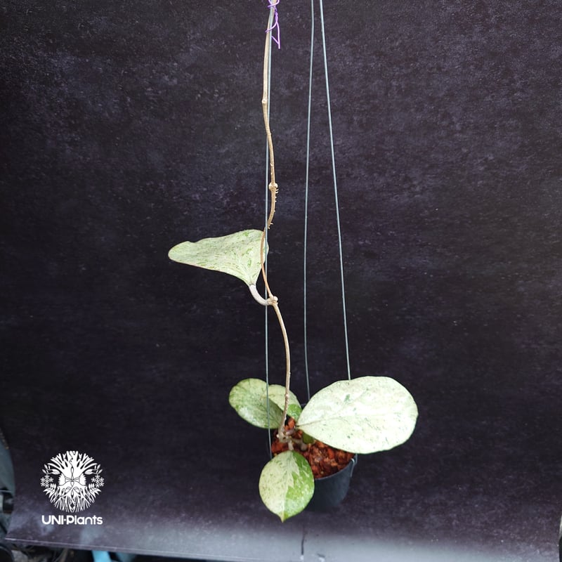 訳ありセール　レア　ホヤ　Hoya  cui silver サクララン 訳ありセール レア ホヤ Hoya cui silver サクララン Hoya Silver