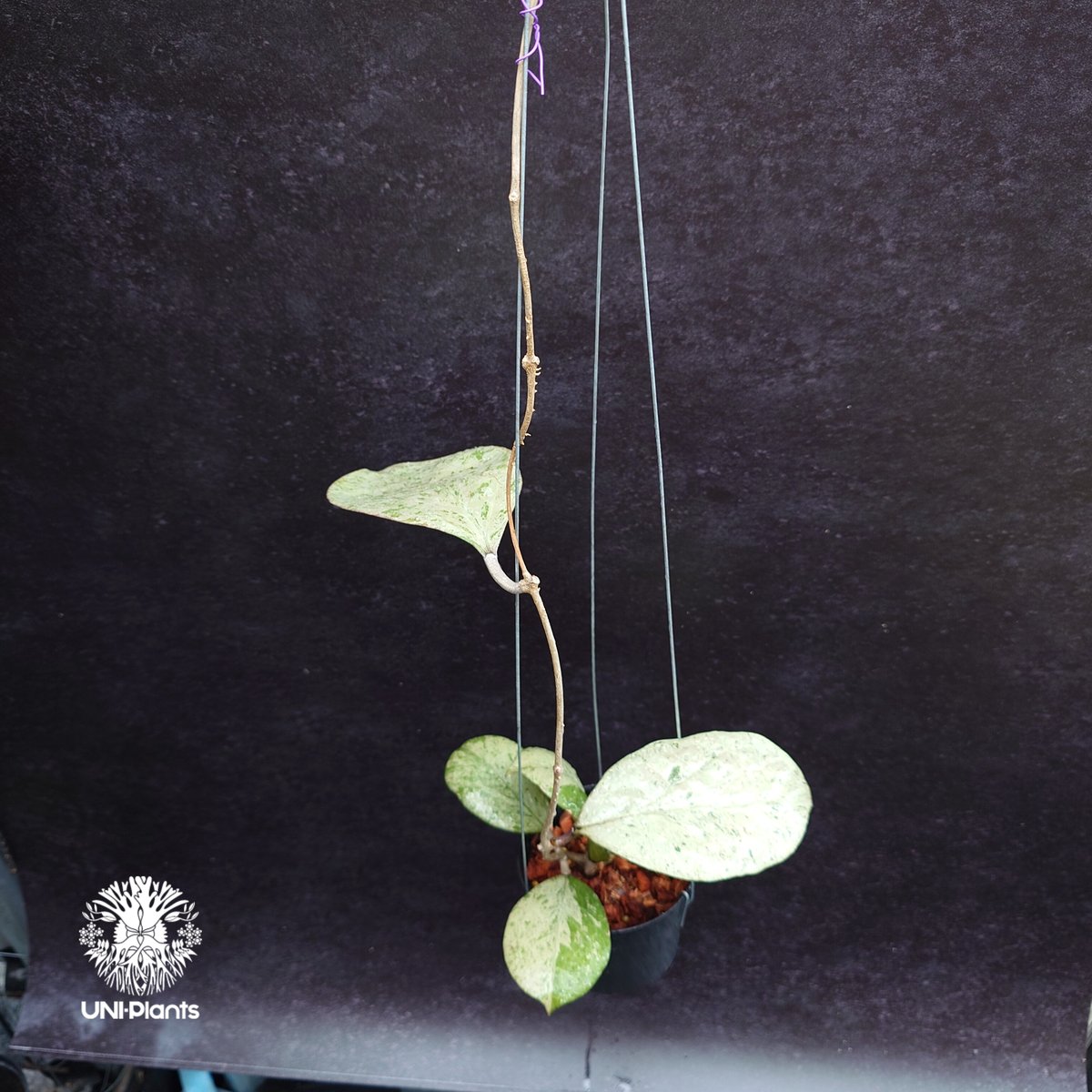 Hoya michelle silver ホヤ植物 ホヤの花 Hoya plants 希少 レ