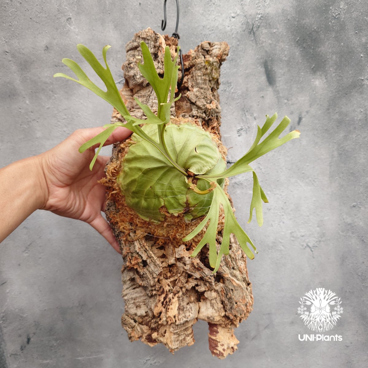 ビカクシダ 着生板 蛇籠 bacteria jenny ridleyi 8aec48b6db1f3a73f3b8c842e607b1