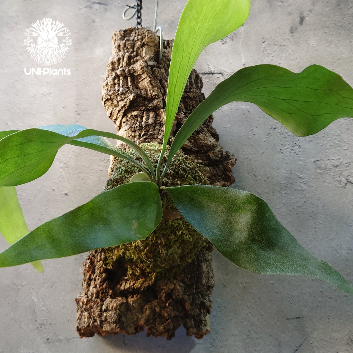 Platycerium hillii cv. Nampu ビカクシダ ヒリー cv. ナンプー