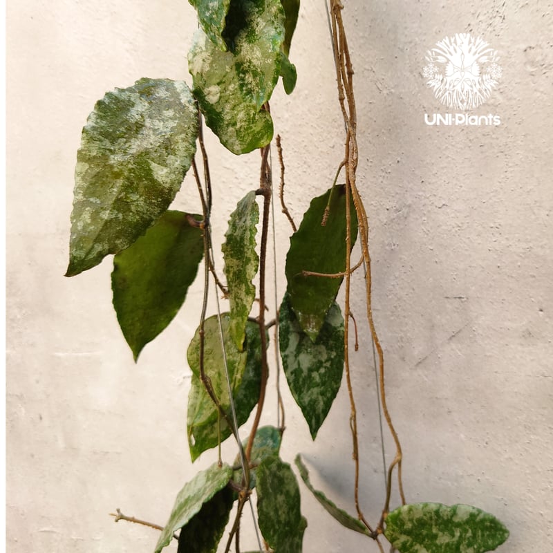 Hoya caudata gold ホヤ カウダータ ゴールド ホヤ植物 珍奇 珍しい