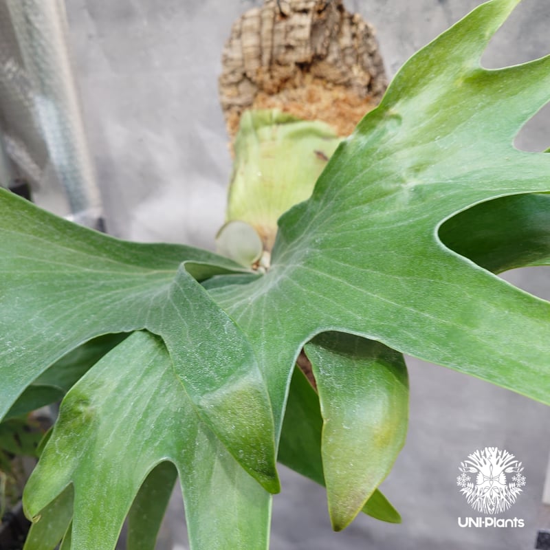 Platycerium hillii wild ビカクシダ ヒリー ワイルド株 ビカクシダ原種