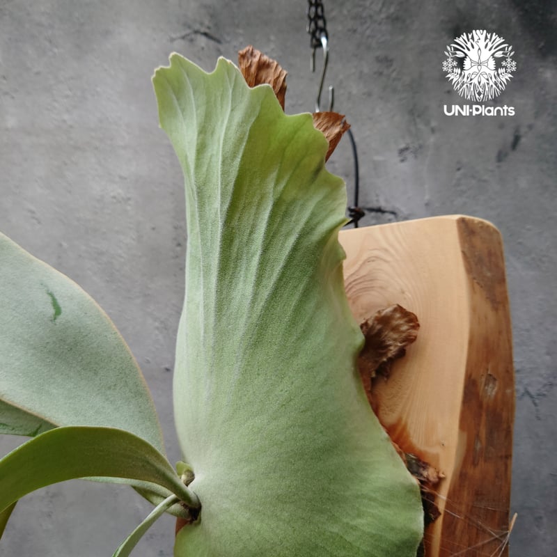 willinckii cv.Hydra ヒドラ　ウィリンキー　ビカクシダ c8022e0d4a2531c7c57d88eead3a33