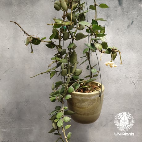ホヤ クローニアナ Hoya krohniana ホヤ植物 Hoyaplants つる性植物 ハンギング ハンギング植物