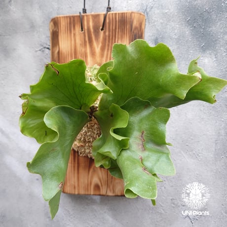 【同梱 ご予約】ビカクシダ ニコチン CATEGORY ビカクシダ（Platycerium） | UNI-Plants ビカクシダ、