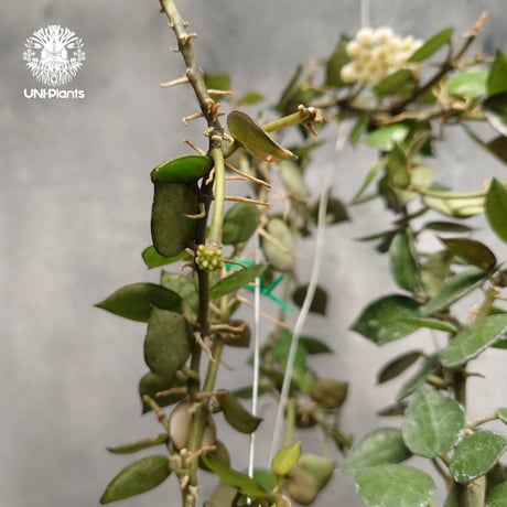 ホヤ クローニアナ Hoya krohniana ホヤ植物 Hoyaplants つる性植物 ハンギング ハンギング植物