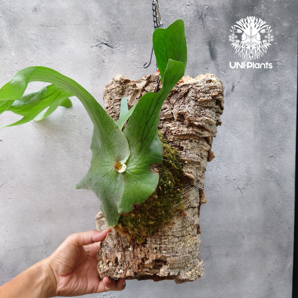 goul4711【特大株】ビカクシダ ホルタミー ビカクシダ ホルタミー Platycerium holttumii コウモリラン