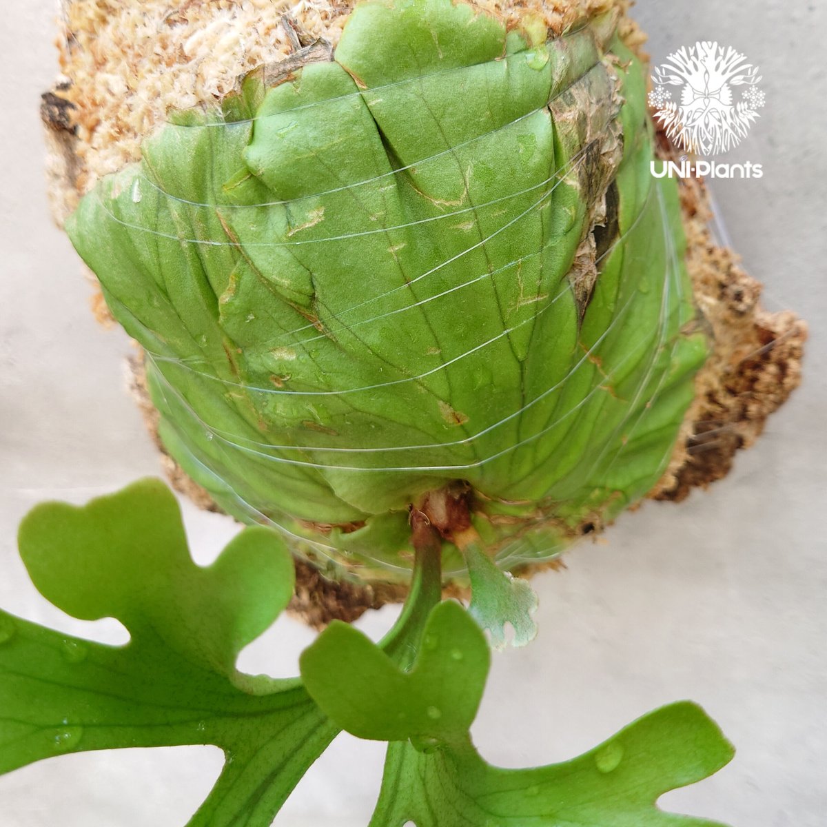 ビカクシダ リドレイ Platycerium ridleyi コウモリラン ビカクシダ リドレイ Platycerium ridleyi コウモリラン