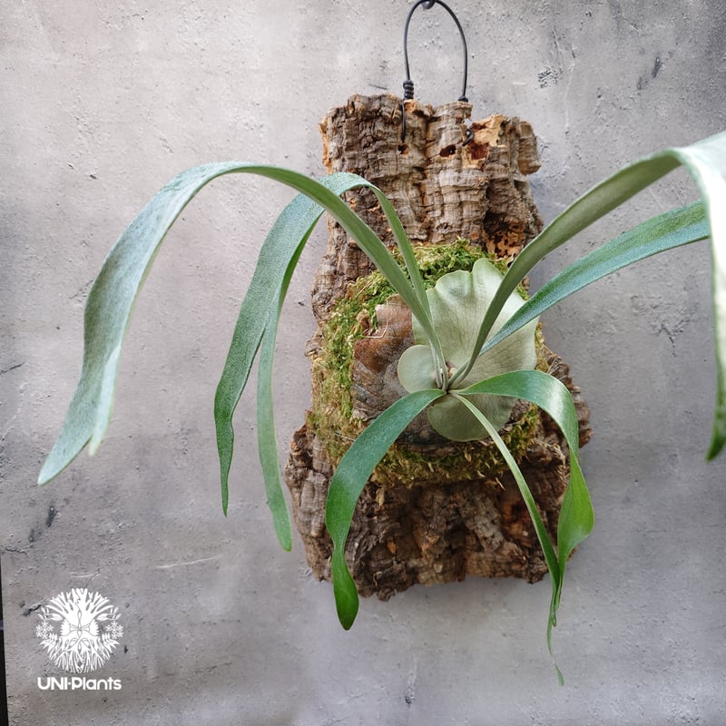 Platycerium Blue vista (pup)ビカクシダブルービスタ ビカクシダウィ