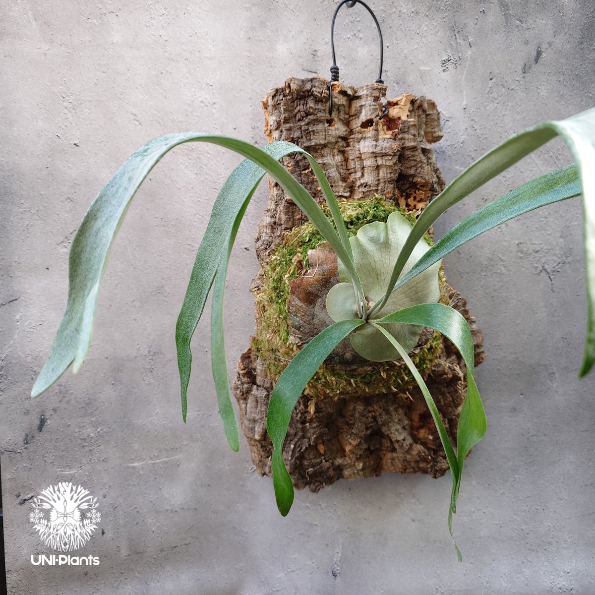 P. 'Blue Vista' ビカクシダ　親株　子株有 P. 'Blue Vista' ビカクシダ 親株 子株有