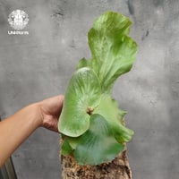 Platycerium willinckii wild East Java (pup) ビカク