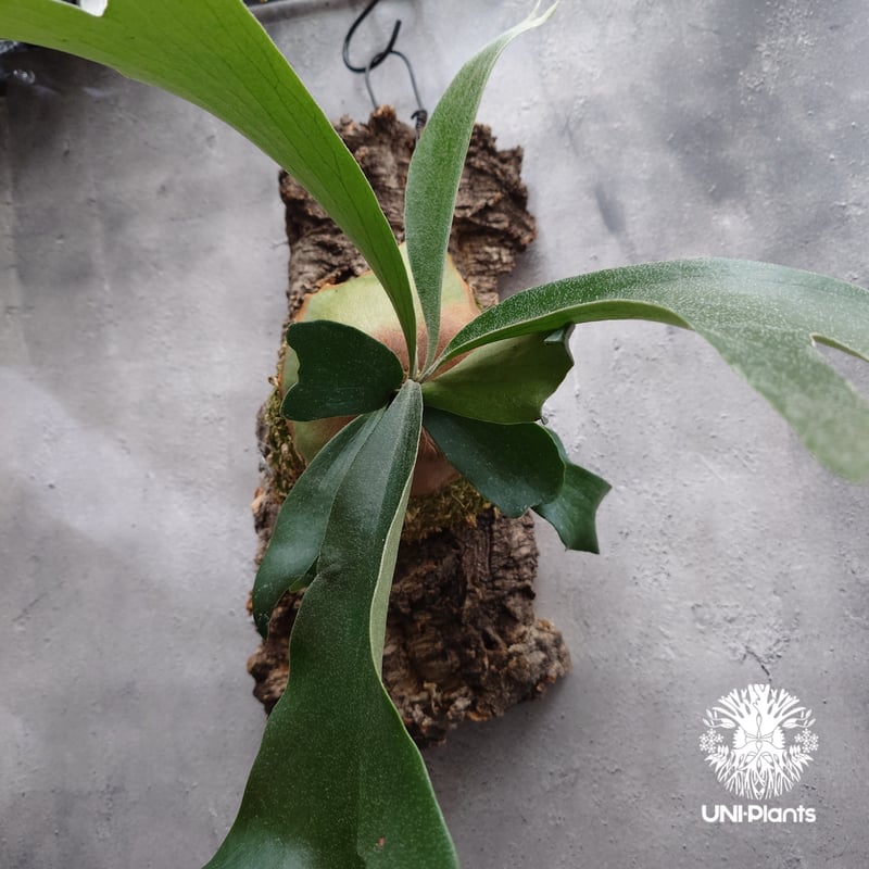 Platycerium sp.(mix spore) ビカクシダ ミックススポア ビカクシダ