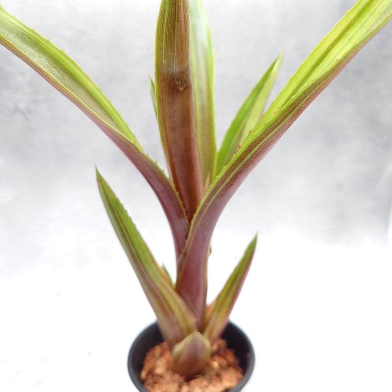 Sato 　同梱割引　Aechmea L'Arc-en-Ciel Sato 同梱割引 Aechmea L'Arc-en-Ciel Double T Bromeliads