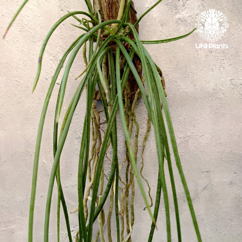 セイデンファデニア ミトラタyellow Seidenfadenia mitrata yel