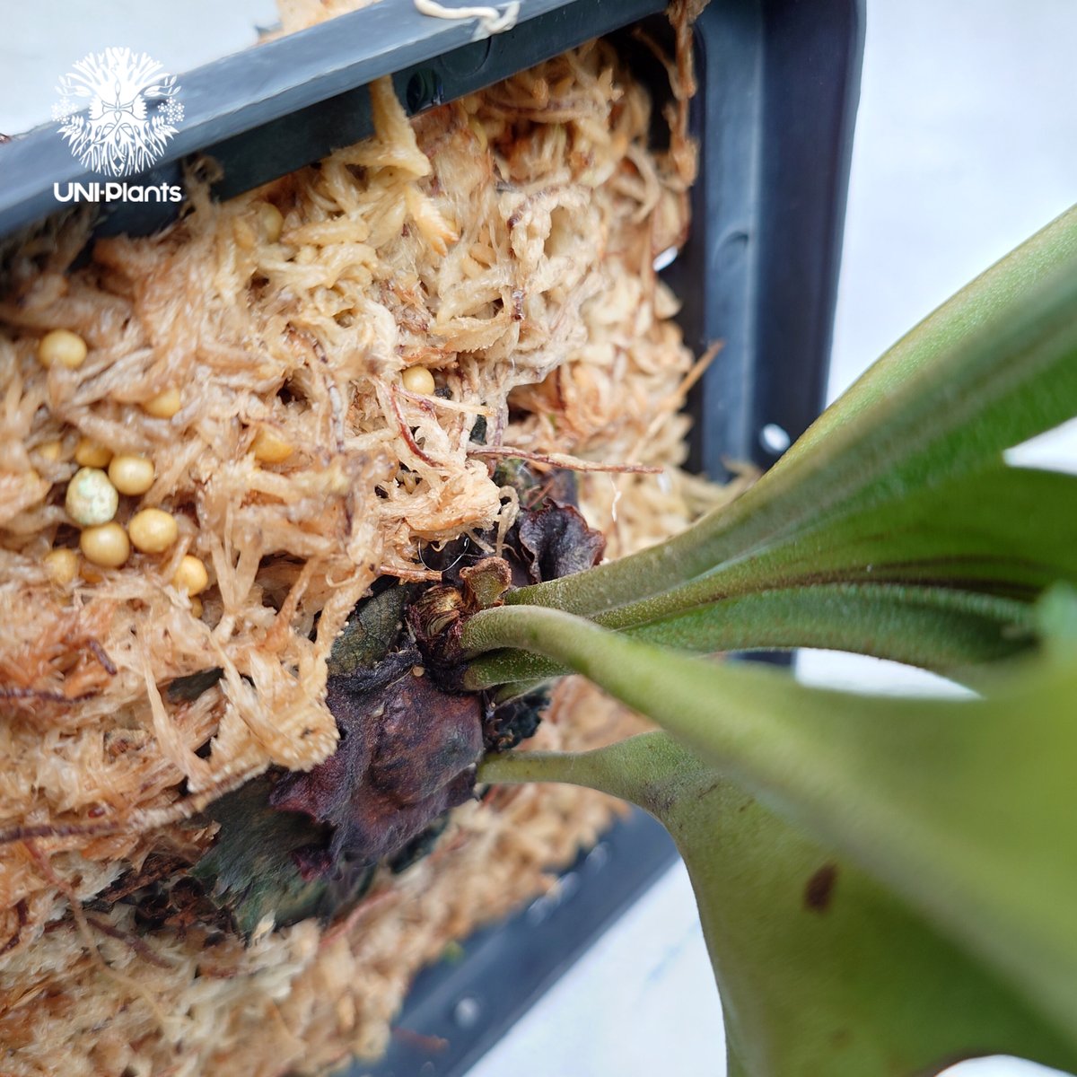 Platycerium hillii 'Dragon Fury' ビカクシダ ヒリー 'ドラゴ