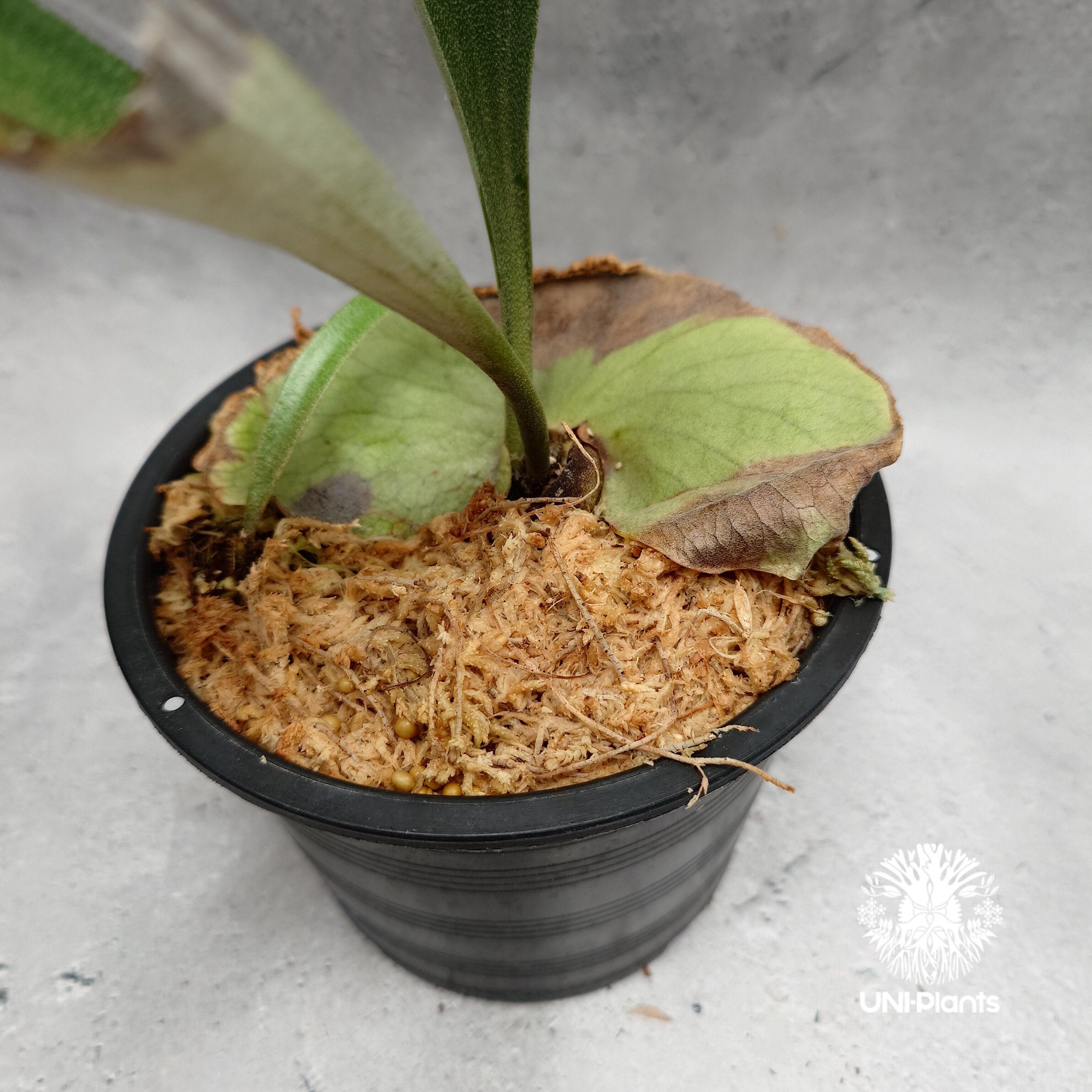 Platycerium alcicorne var.Madagascar ビカクシダ アルシコ
