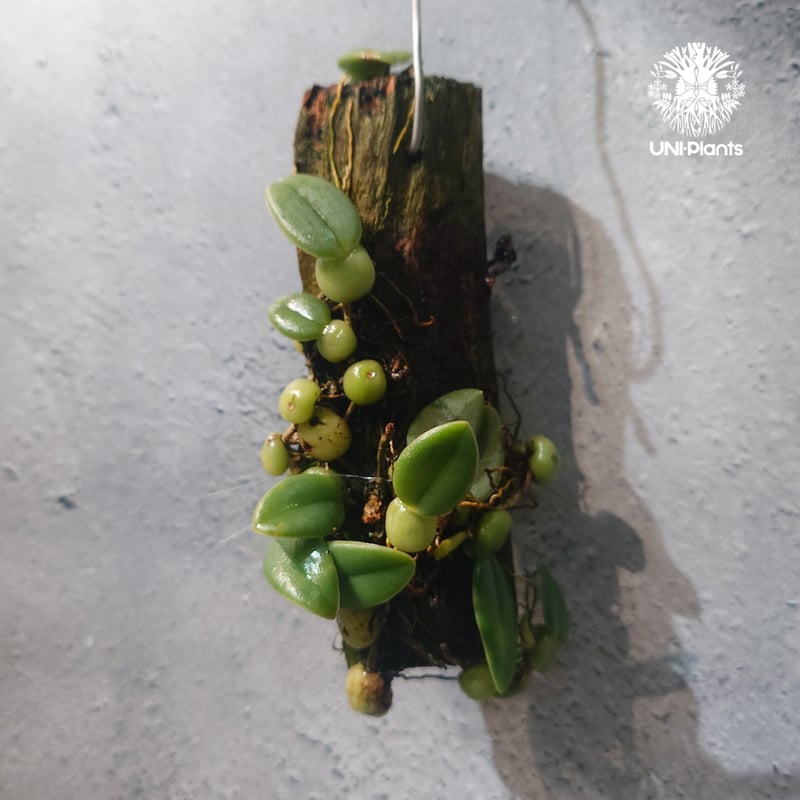 タイ直輸入・着生ラン】Bulbophyllum cambodianum | バルボフィラム