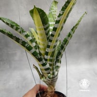 Neoregelia Hello Kitty ネオレゲリア ハローキティ Neoregelia