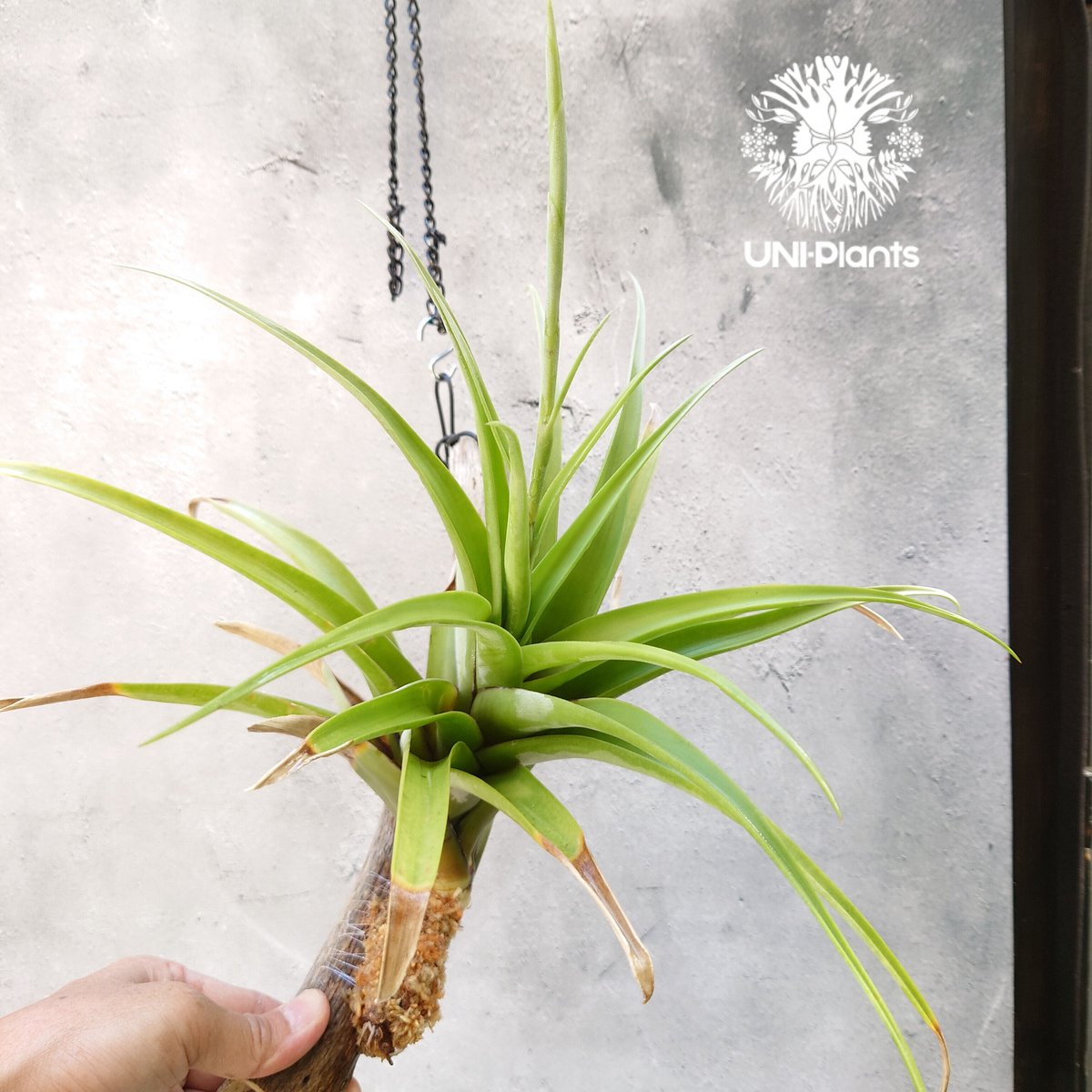 Tillandsia flexnosa var.vivipara ティランジア チランジア·フ...