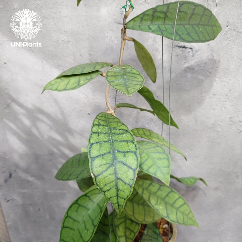 ホヤ カリストフィラ Hoya callistophylla Hoya plants ホヤ植