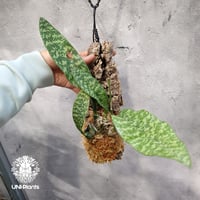 Oececlades maculata オエセオクラデス マクラタ 着生植物 珍しい 着生蘭 着生ラン 着生コルク ハンキング植物