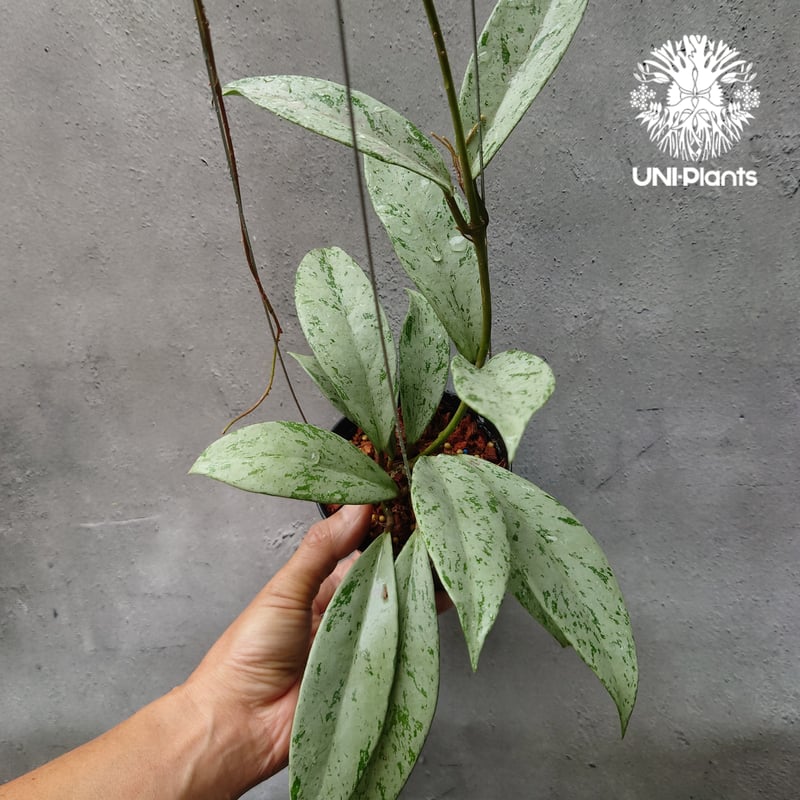 Hoya Pubicalyx silver ghost 希少 ホヤ プビカリクス シルバー Hoya Pubicalyx silver ghost 希少 ホヤ プビカリクス シルバー