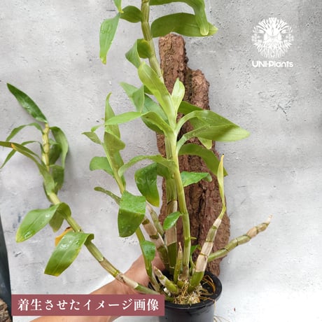 【タイ直輸入】着生ラン デンドロビューム セクンドゥム × Sib ｜珍品・希少ラン・蘭の花｜Dendrobium secundum x Sib