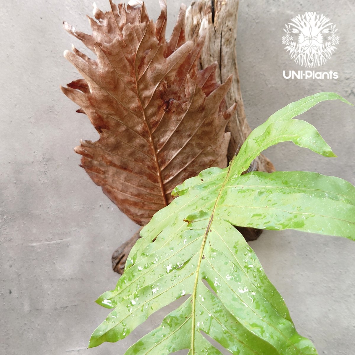 Drynaria quercifolia ドリナリア・クエルシフォリア 流木仕立て Drynaria quercifolia ドリナリア・クエルシフォリア 流木仕立て